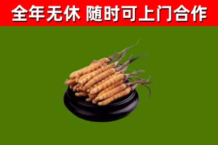 丁青烟酒回收冬虫夏草.jpg