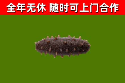 丁青烟酒回收干海参.jpg